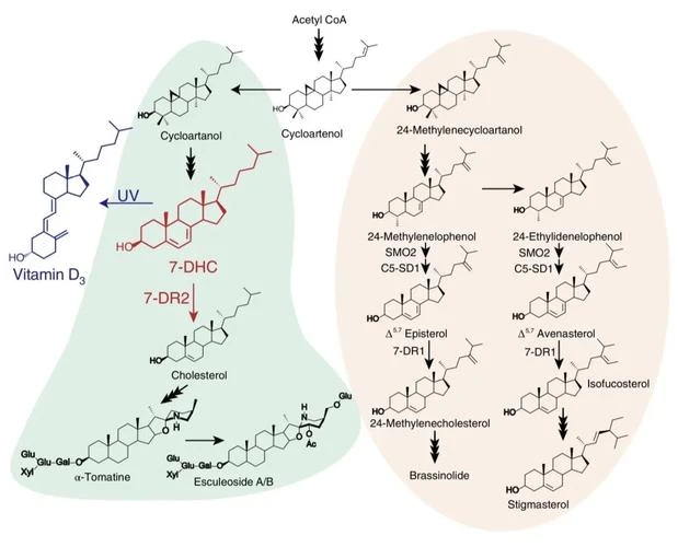 Phytosterol work